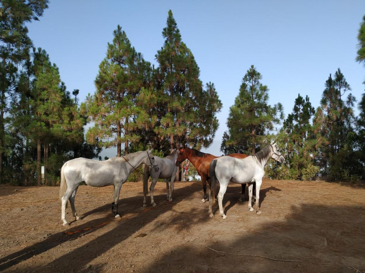 Finca Rural House Tenerife Relax And Enjoy Санта-Урсула Экстерьер фото
