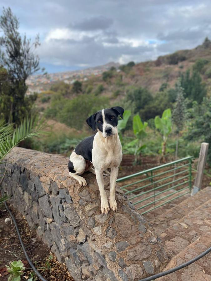 Finca Rural House Tenerife Relax And Enjoy Санта-Урсула Экстерьер фото