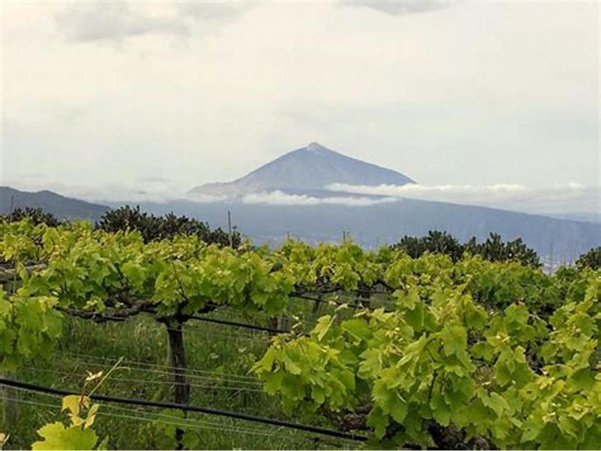 Finca Rural House Tenerife Relax And Enjoy Санта-Урсула Экстерьер фото